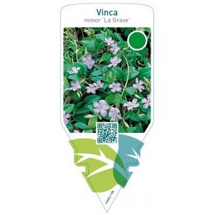 Vinca minor ‘La Grave’