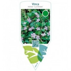 Vinca minor ‘La Grave’