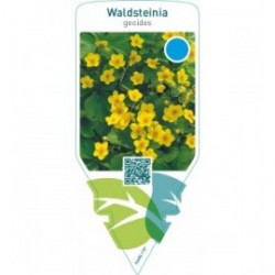 Waldsteinia geoides