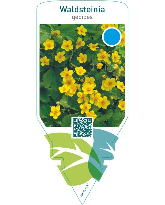 Waldsteinia geoides