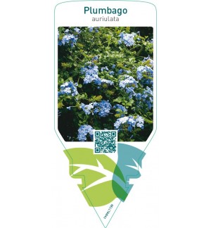 Plumbago auriculata  blue