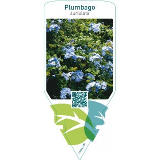 Plumbago auriculata  blue