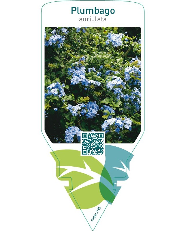 Plumbago auriculata  blue