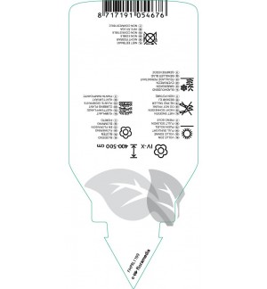 Etichette di Plumbago auriculata  blue *