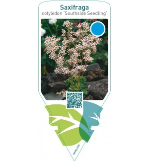 Saxifraga cotyledon ‘Southside Seedling’