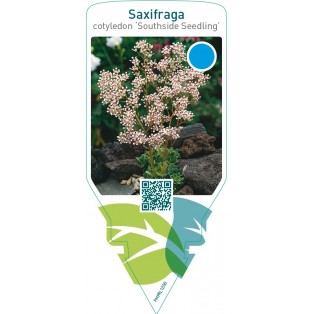 Saxifraga cotyledon ‘Southside Seedling’