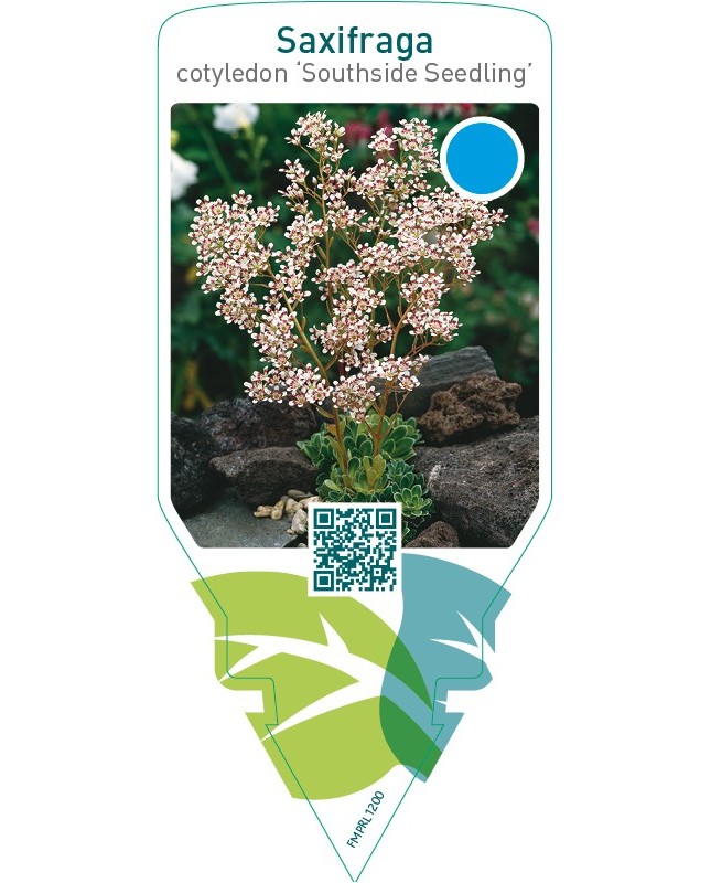 Saxifraga cotyledon ‘Southside Seedling’