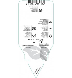 Etiquetas de Saxifraga cotyledon ‘Southside Seedling’  *