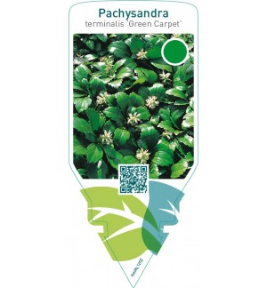 Pachysandra terminalis ‘Green Carpet’