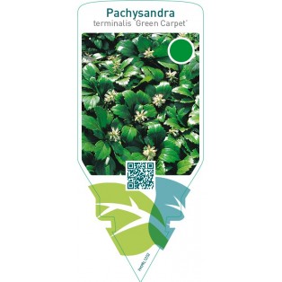 Pachysandra terminalis ‘Green Carpet’