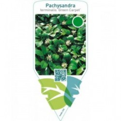 Pachysandra terminalis ‘Green Carpet’