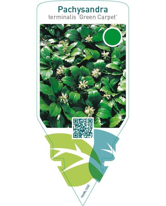 Pachysandra terminalis ‘Green Carpet’