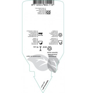 Etichette di Pachysandra terminalis ‘Green Carpet’ *