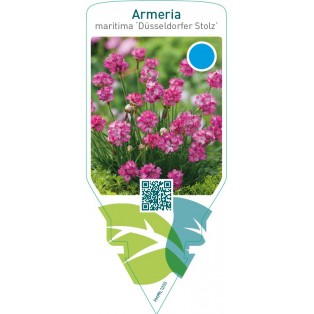 Armeria maritima ‘Düsseldorfer Stolz’