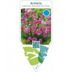Armeria maritima ‘Düsseldorfer Stolz’