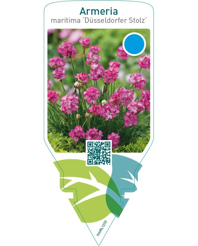 Armeria maritima ‘Düsseldorfer Stolz’