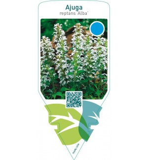 Ajuga reptans ‘Alba’