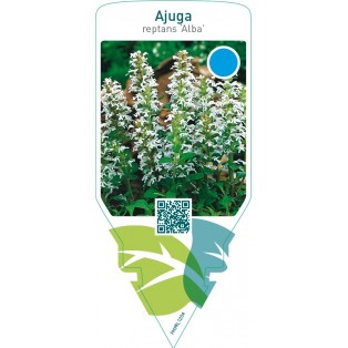 Ajuga reptans ‘Alba’