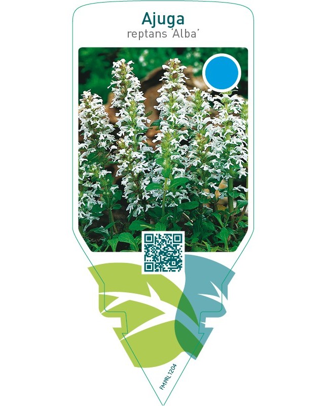 Ajuga reptans ‘Alba’