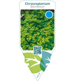 Chrysosplenium alternifolium