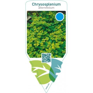 Chrysosplenium alternifolium