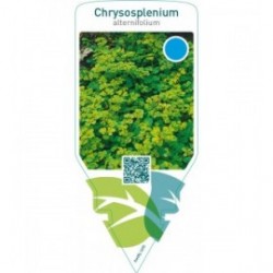 Chrysosplenium alternifolium