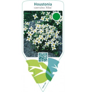 Houstonia caerulea ‘Alba’