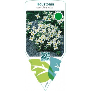 Houstonia caerulea ‘Alba’