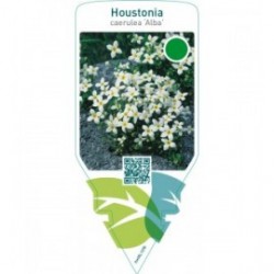 Houstonia caerulea ‘Alba’