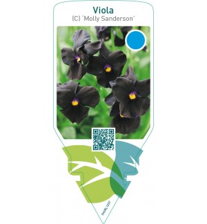 Viola (C) ‘Molly Sanderson’