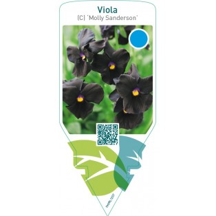 Viola (C) ‘Molly Sanderson’