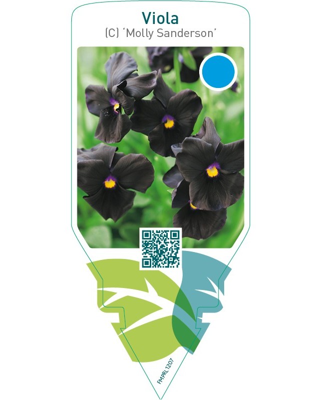 Viola (C) ‘Molly Sanderson’