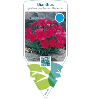 Dianthus gratianopolitanus ‘Badenia’