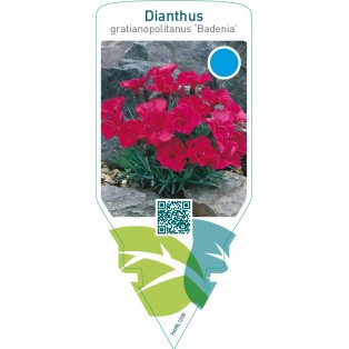 Dianthus gratianopolitanus ‘Badenia’