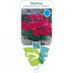 Dianthus gratianopolitanus ‘Badenia’