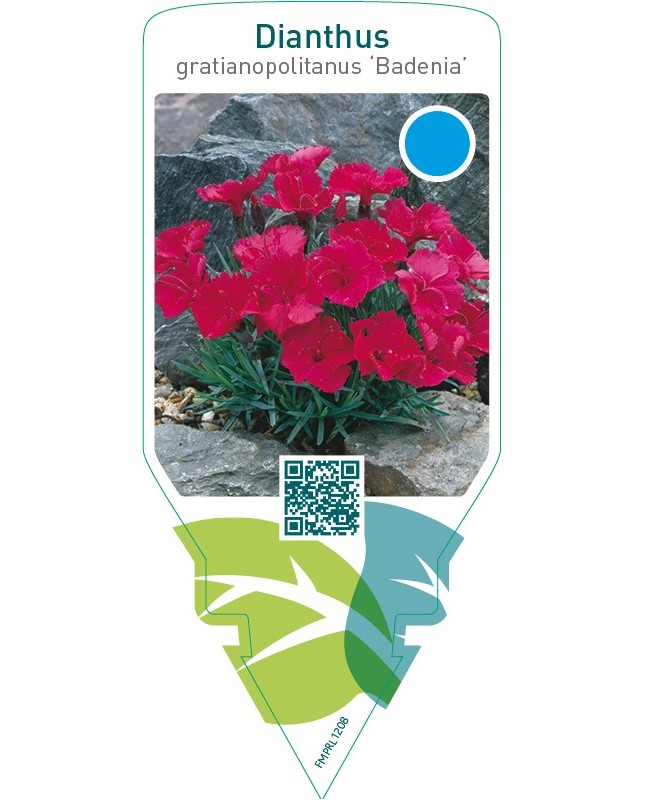 Dianthus gratianopolitanus ‘Badenia’