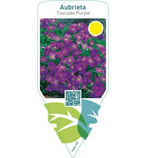 Aubrieta ‘Cascade Purple’