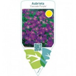 Aubrieta ‘Cascade Purple’