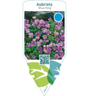 Aubrieta ‘Blue King’