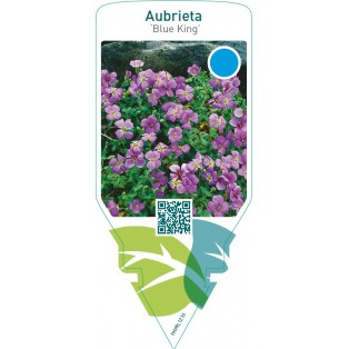 Aubrieta ‘Blue King’