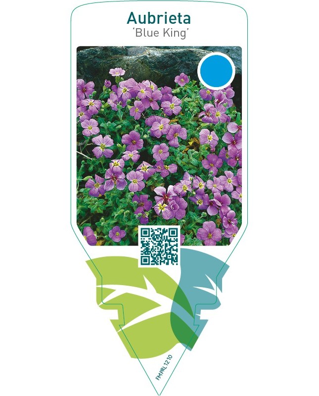 Aubrieta ‘Blue King’