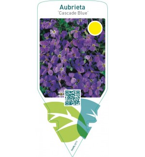 Aubrieta ‘Cascade Blue’