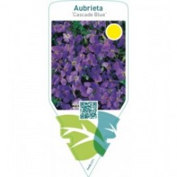 Aubrieta ‘Cascade Blue’
