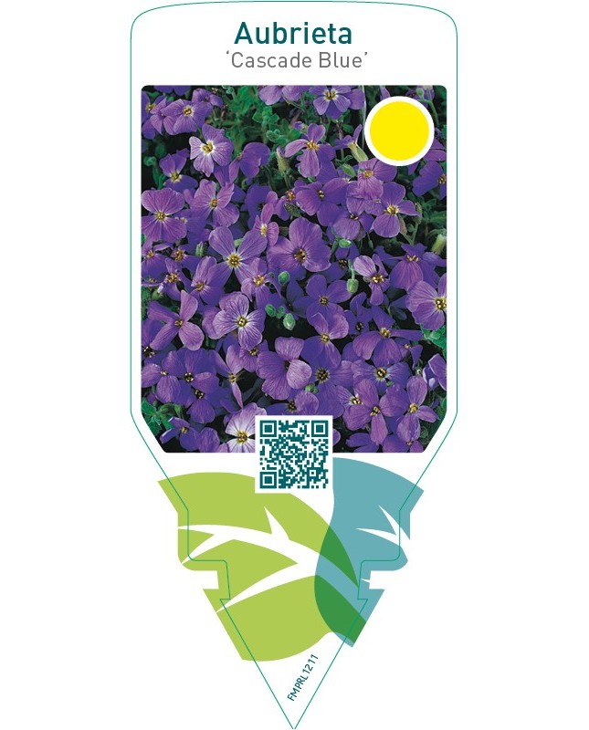 Aubrieta ‘Cascade Blue’