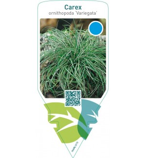 Carex ornithopoda ‘Variegata’