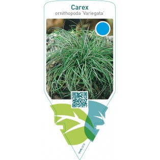 Carex ornithopoda ‘Variegata’