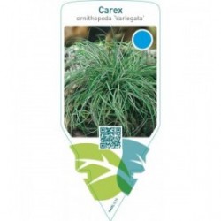 Carex ornithopoda ‘Variegata’