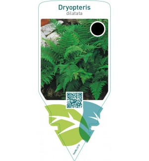 Dryopteris dilatata