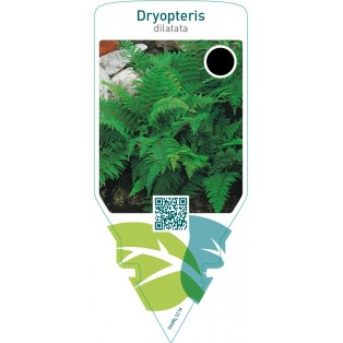 Dryopteris dilatata