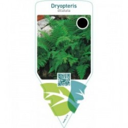Dryopteris dilatata